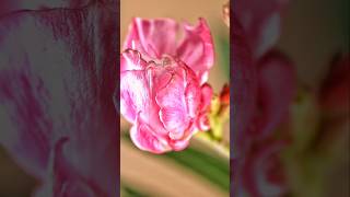 pinky #chill #music #lyrics #photography #stressrelief #flowerimages #smartphone #diy #photography pinky #chill #music #lyrics #photography #stressrelief #flowerimages #smartphone #diy #photography