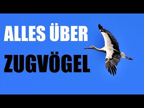 Zugvögel, die du kennen musst