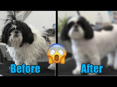 Matted Shih Tzu Shave Down Grooming