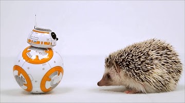 BB 8 Big Adventure