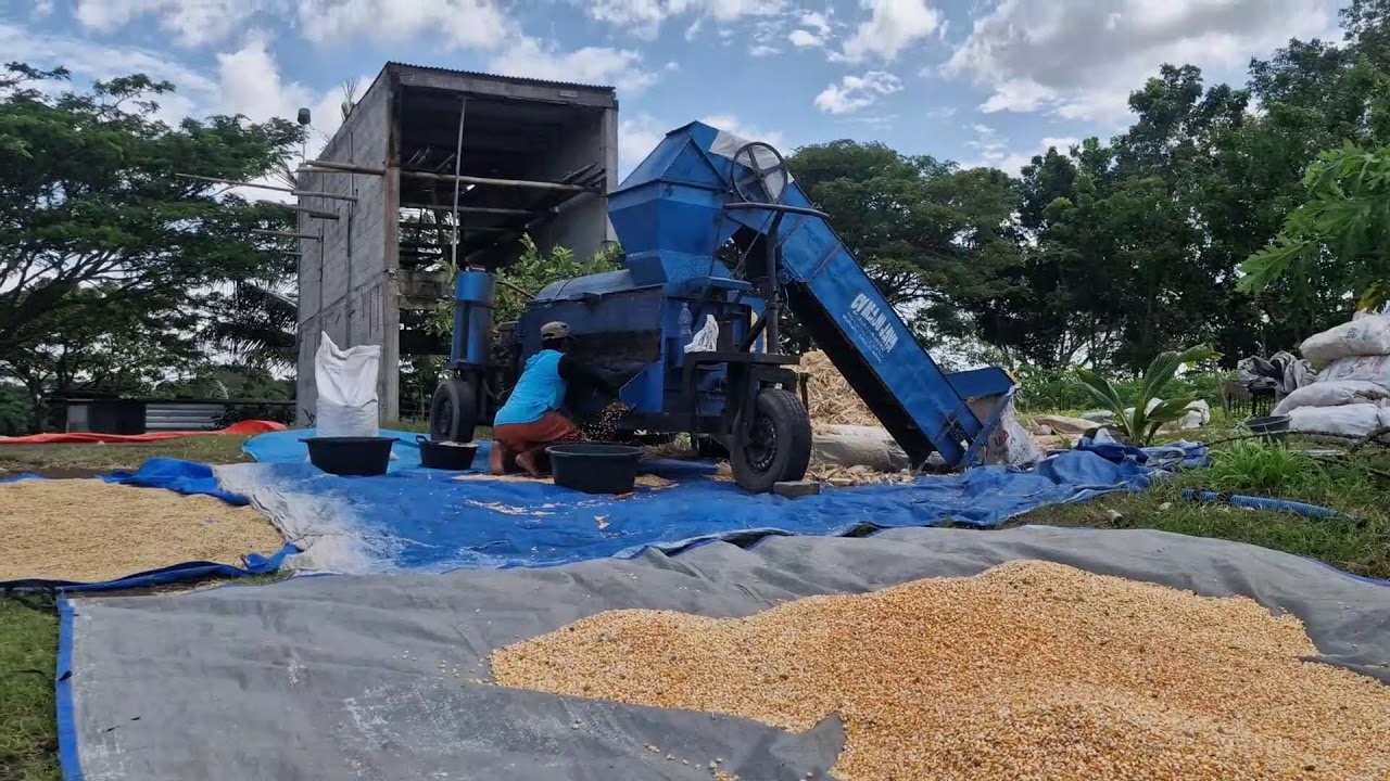 FAST AND CLEAN: WATCH THIS MACHINE REMOVE HUNDREDS OF CORN KERNELS! - Agriculture Farming