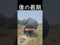 象が立ったまま死ぬ理由　#shortvideo #海外 #動物