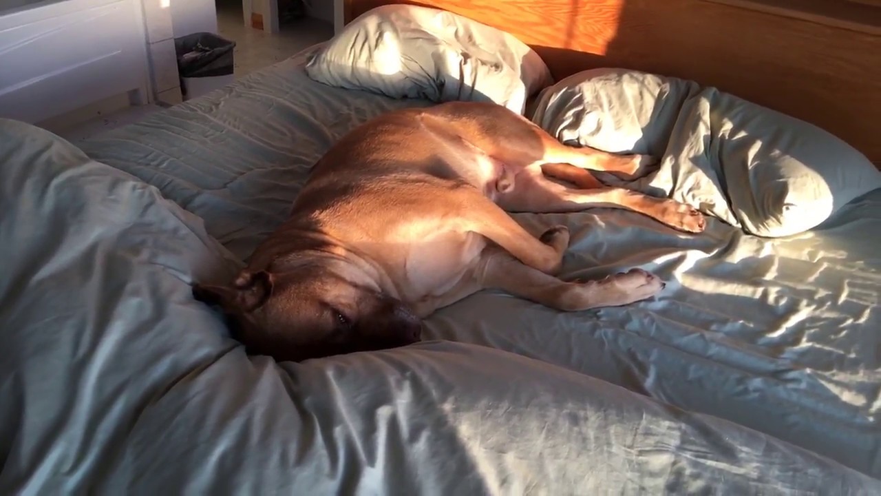 welcome cottages pet friendly