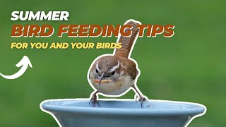 Top Summer Bird Feeding Tips