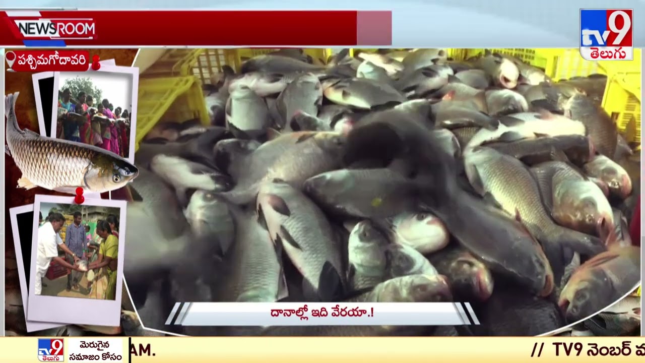 గ్రామస్తులకు సర్పంచ్ చేపల దానం || Variety fish festival in West Godavari - TV9