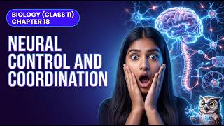 NEURAL CONTROL AND COORDINATION | The Engineer Owl