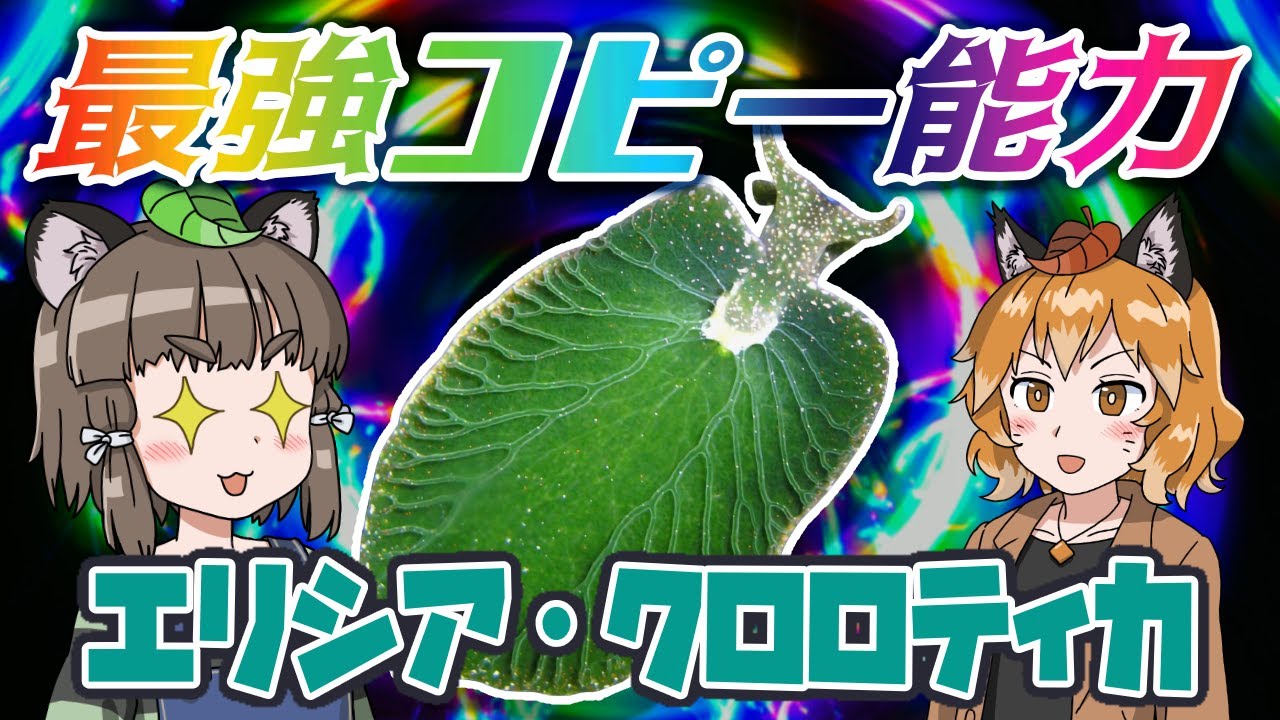 【ゆっくり解説】最強コピー能力！？エリシア・クロロティカ【へんないきもの#76】