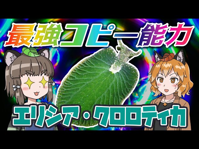 ゆっくり解説】最強コピー能力！？エリシア・クロロティカ【へんな