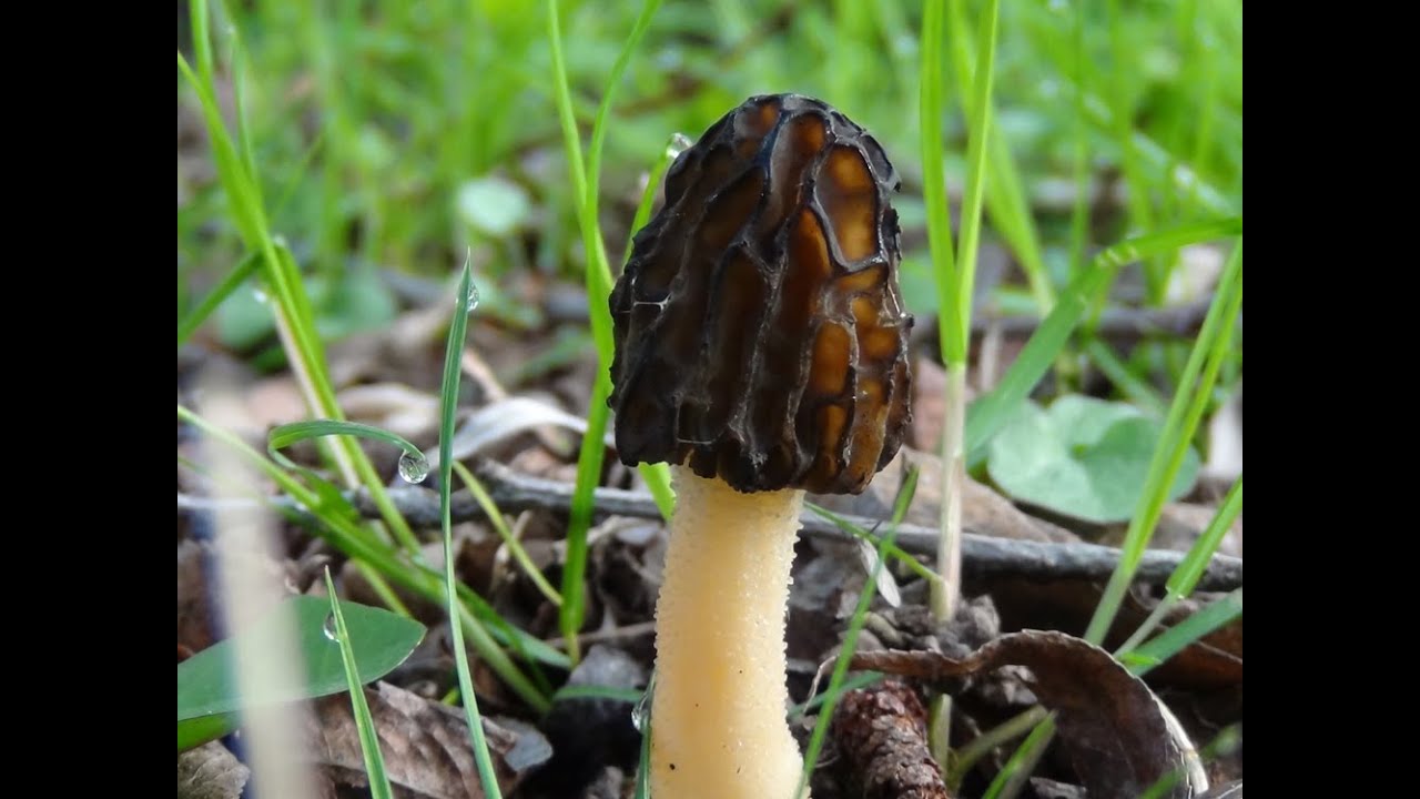 Identifying the Semi Free Morel, Morchella semilibera