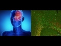 Salk Scientists Identify New Brain Cells Salk Scientists Identify New Brain Cells