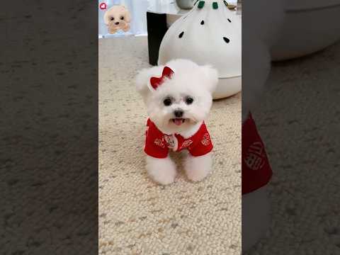 Cute dog. #shortsshorts #viralshort #viralvideo #funydog1010 #poodle #cutepuppy #usadogs #funny #dog