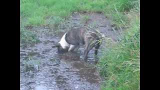 Miniature Mud Terriers
