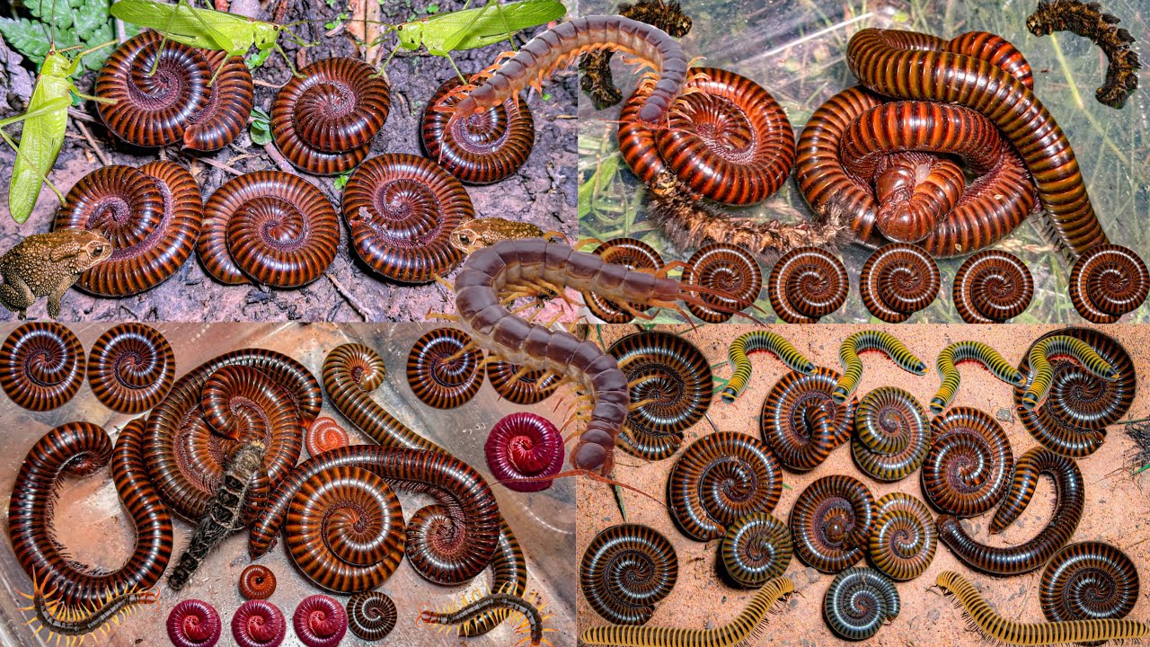 looking Insert Met Millipede Centipede Snake And Some Insects