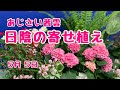 あじさいで日陰の寄せ植え #プランツギャザリング