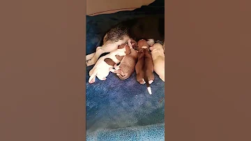My 4 Puppies Support Doglover Shortvideo Trending 