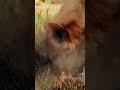 Why Hyenas Are Not Just Scavengers