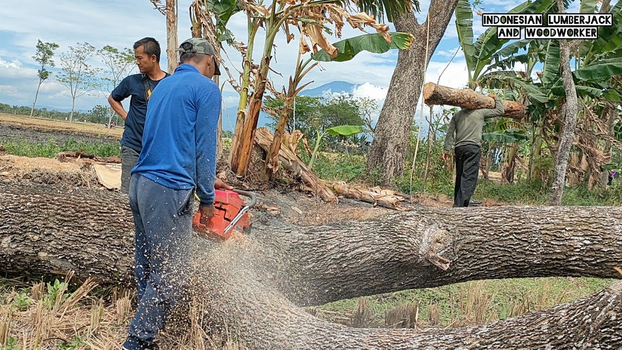 As quick and easy as cutting bread, Cut down 3 trembesi trees ...