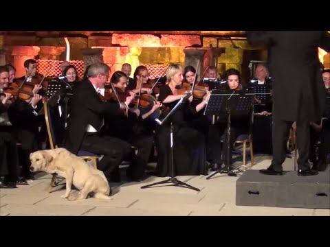 video:-dog-crashes-orchestra-performance-in-"the-cutest-moment-in-classical-music"