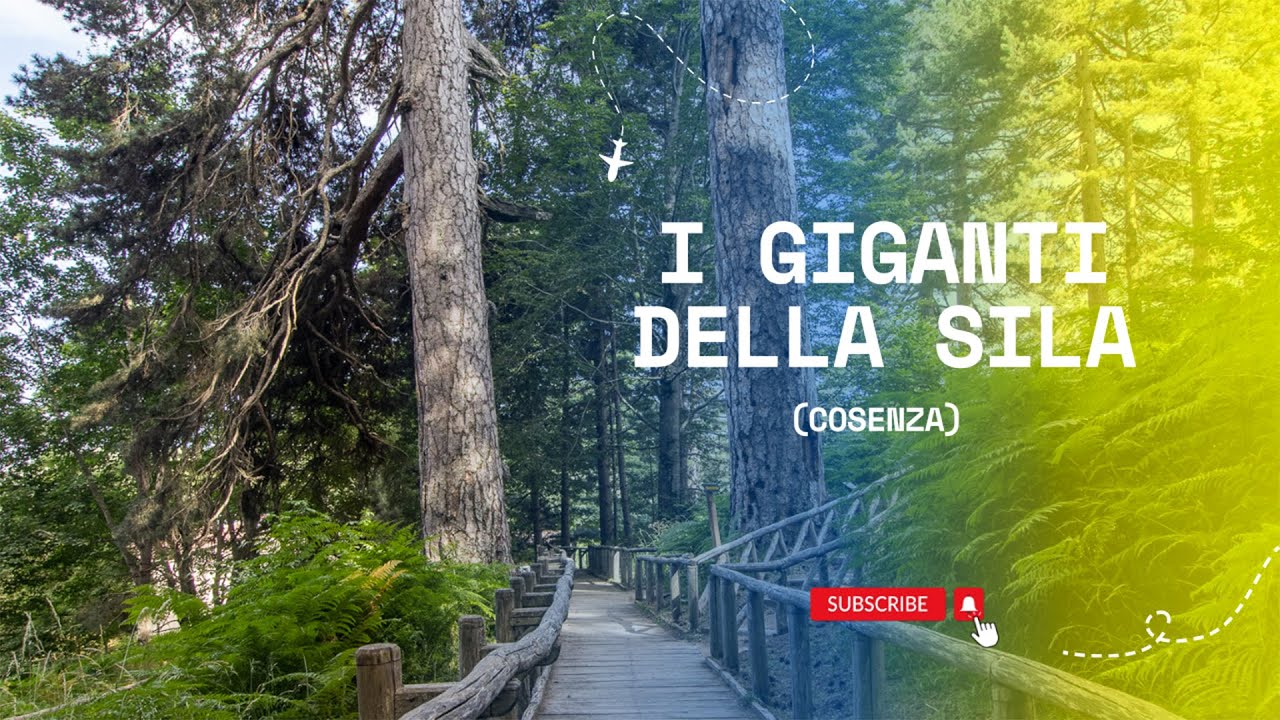 Fotografando I Giganti della Sila Calabria con insta360 | Pasquale Pio Basile