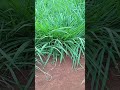 Bracharia Nappier Grasses. What to feed your cows