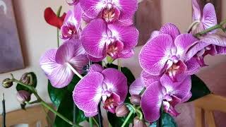 🌺🌺🌺 Орхидея Sangría.