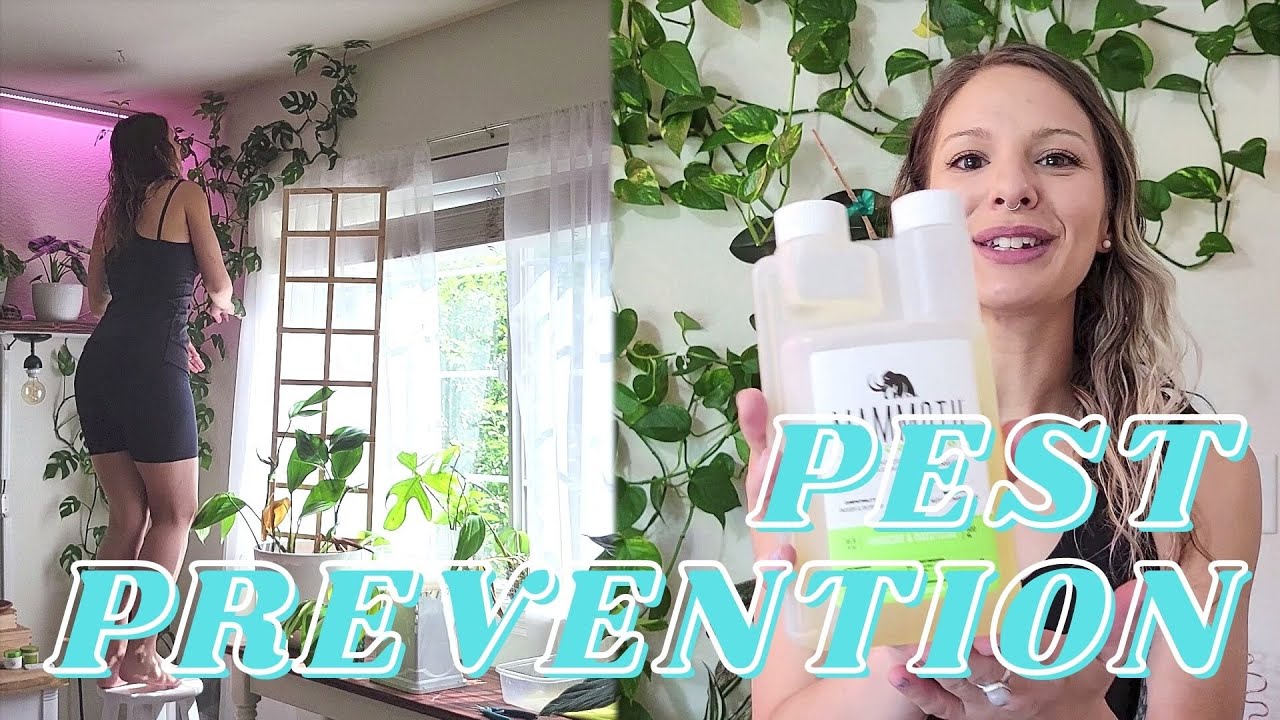 How I (try to) Keep Pests Away From My Plants Major Pest Prevention
