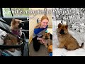 We adopted a puppy part 2  vlogmas 6