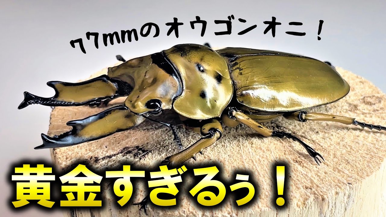 オウゴンオニクワガタ 約75㎜（針穴無し） 【公式通販】