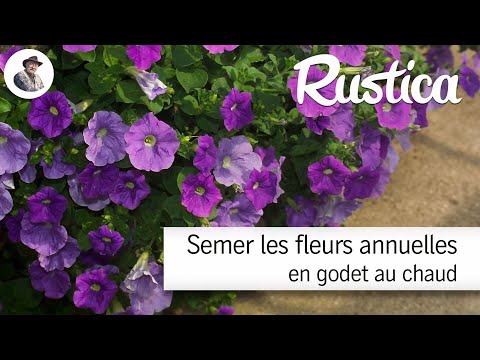 Vidéo: Nous Plantons Des Semis De Fleurs En Janvier