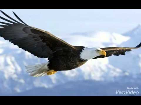 Pictures of Eagles!