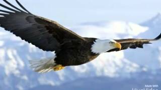 Pictures Of Eagles