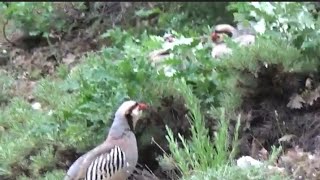 Yavru Keklik Ile Mıçe / Petek_01_ Çatı Avı/ الحجل طائر Partridge Rebhuhn Chakor Perdreau Куропатка