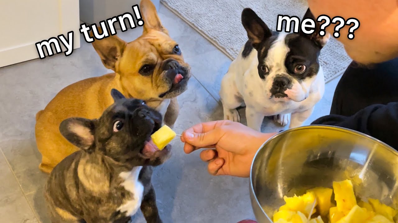 Can French Bulldogs Have Pineapple