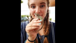 Competition and Climate Change: Understanding the Future of Puerto Rican Anoles - Anna Thonis