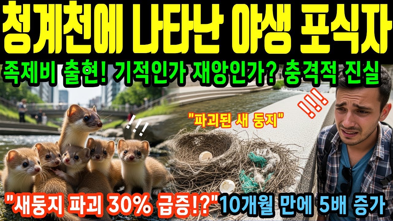 서울 청계천에 족제비 출현! 기적인가 재앙인가? 충격적 진실