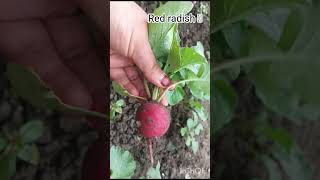 Red radish 🫜||my second harvest||my kitchen garden 🏡#youtubeshorts