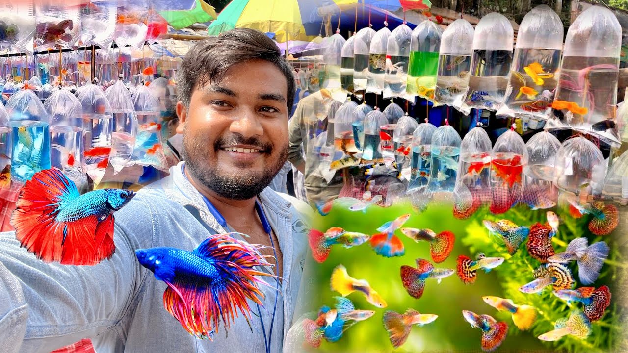 আজকে আমি মাছের দেশে 🔥Gallif Street Pet Market 🐠🦜🐕 EXPERiMENTAL Vlog