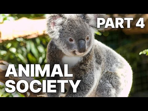 Animal Society - Part 4 | Different Social Behaviors of Animals
