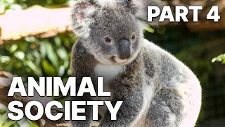 ANIMAL SOCIETY - PART 4 | DIFFERENT SOCIAL BEHAVIORS OF ANIMALS