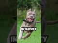 American Bully Protects His Owner Like a Bodyguard!