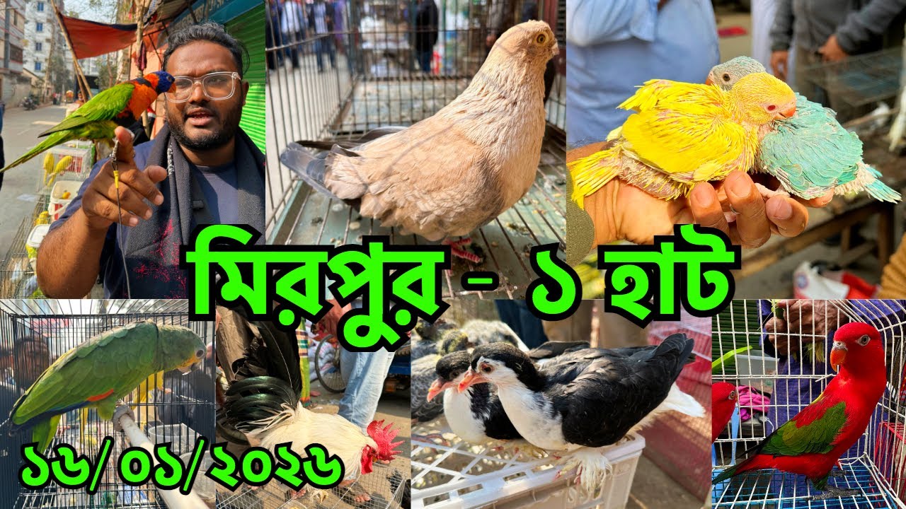 হাটে উঠেছে আলিফের আঙুল ট্রান্সফার লরিকেট | মিরপুর -১ হাট | প্রতি শুক্রবার | Mirpur -1 Pet Market