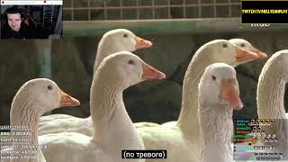 Hellyeahplay смотрит: Geese Protect Pig From Being Bullied By Other Pigs | Kritter Klub