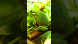 Beautiful Green Frog #shorts #Frog #wildlife #animals #nature