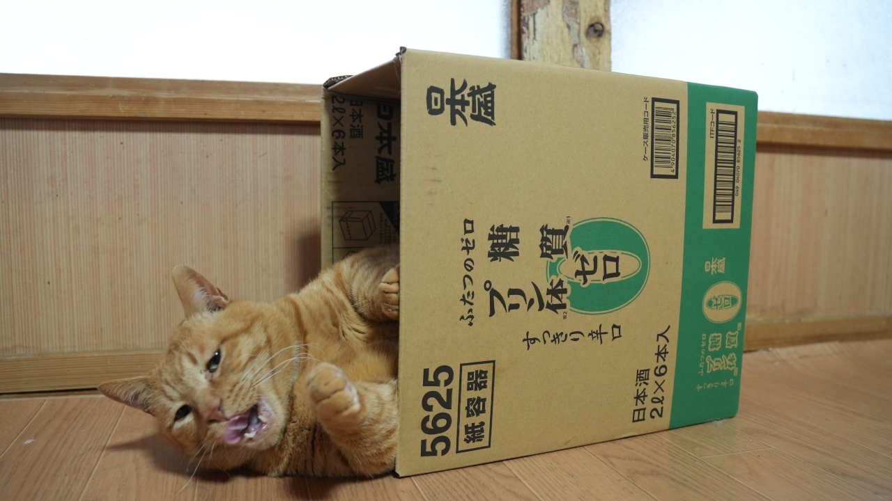 糖質ゼロプリン体ゼロの箱入り猫 box and cat 260702 - YouTube