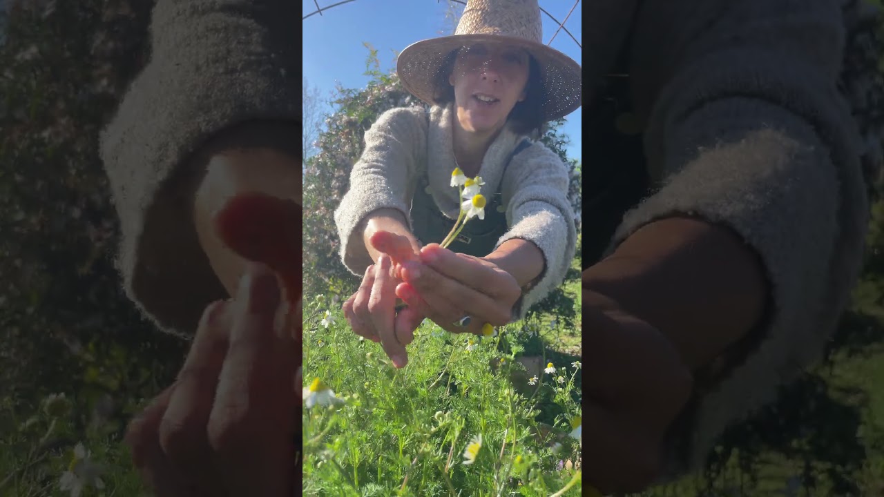 Un consejo para cosechar tus manzanillas