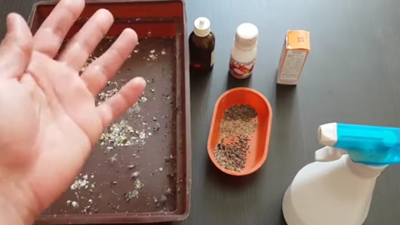 مقنين حاصل في طرح الريش كيف نعالج هذا الأمر طبيعيا أو بدواء يسرع في تغيير  ريشه