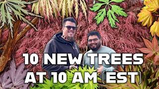 Today’s 10@10: 10 Stunning Japanese Maples You Can’t Miss!