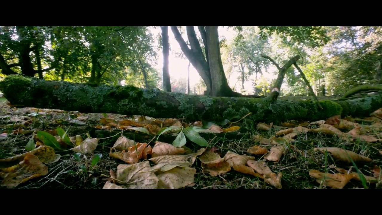 "Fanciful Waltz" [ONEPLUS 3 4K Anamorphic Cinematic Video]