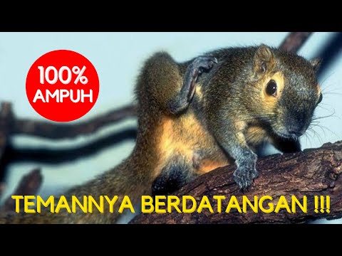 TERBUKTI AMPUUH, PIKAT SUARA ASLI TUPAI MEMANGGIL TEMAN