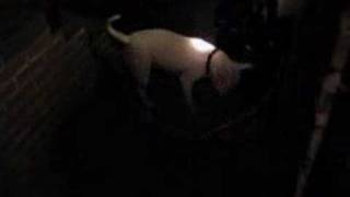 Lenny 4 - Lenny And The Ufo